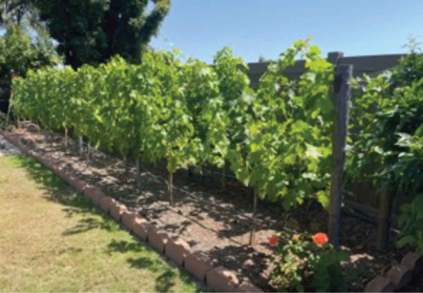 Image of a A VSP (vertical shoot positioning) grape trellis for 12 vines using a 10-foot by 5-foot footprint.