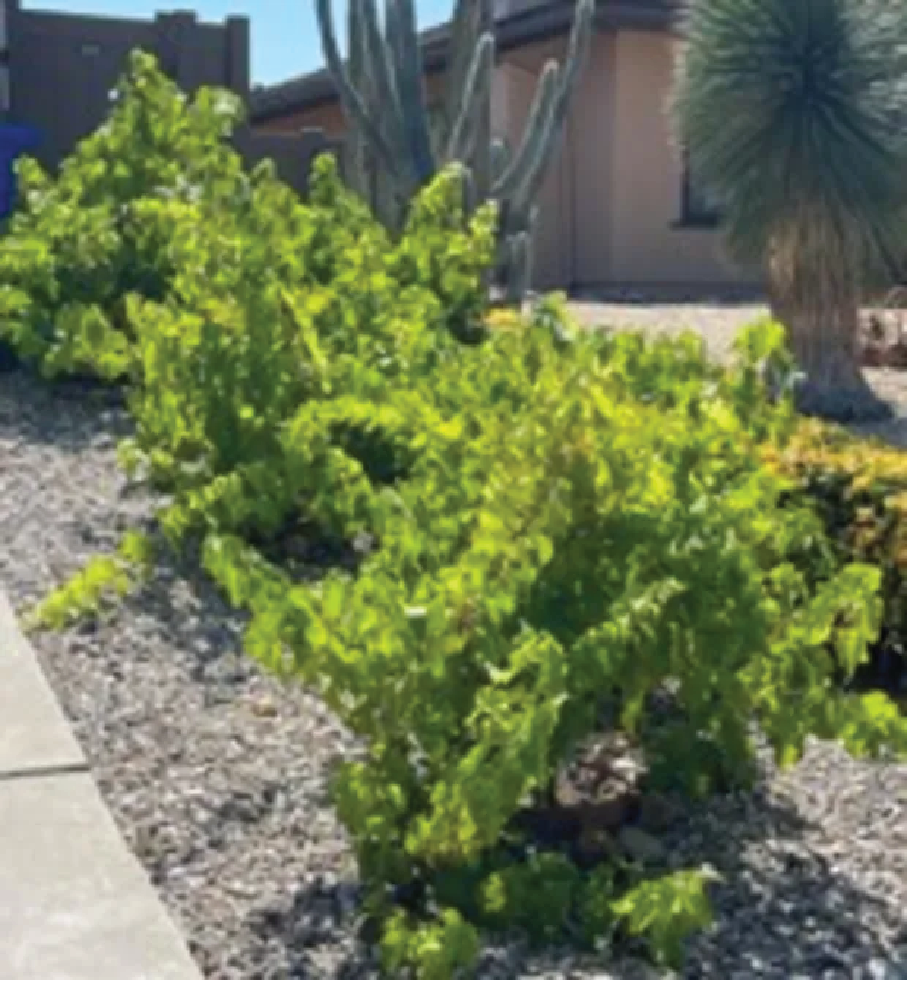 Image of head-trained or “goblet” style standalone vines using a vertical rebar support system using a 4-foot by 4-foot footprint.