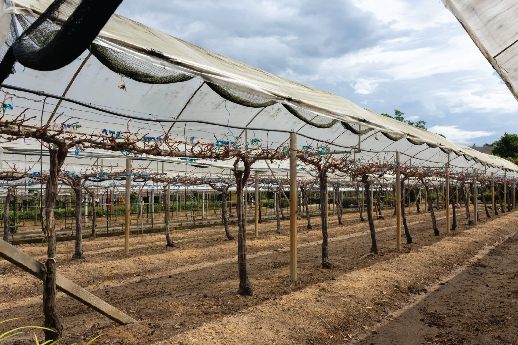 Image of a series of grape vines under a canopy.