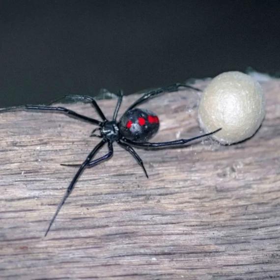 Image of a Black Widow spider and her egg case