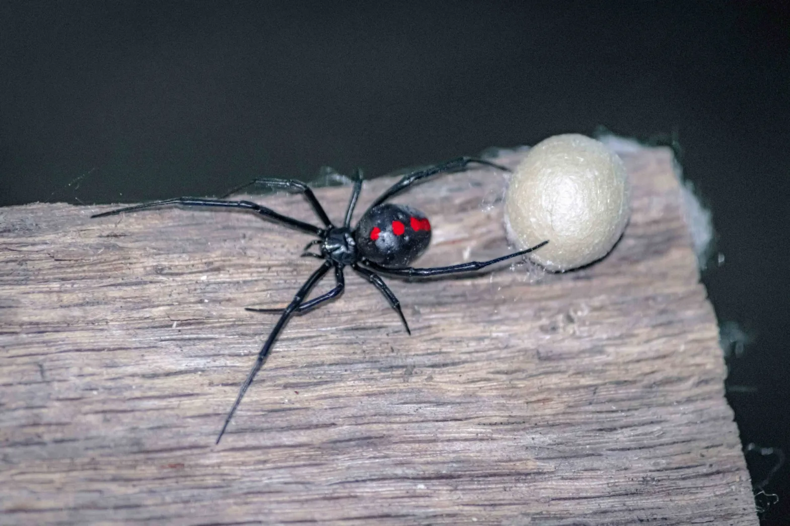 Image of a Black Widow spider and her egg case