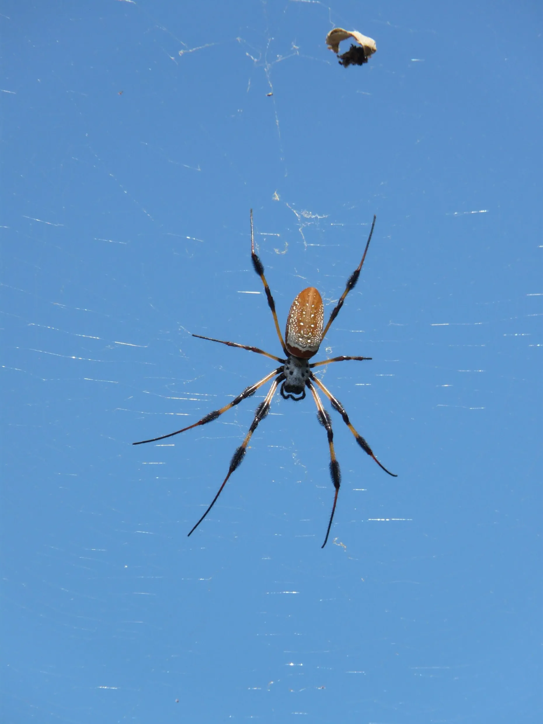Image of a Golden Orb spider.