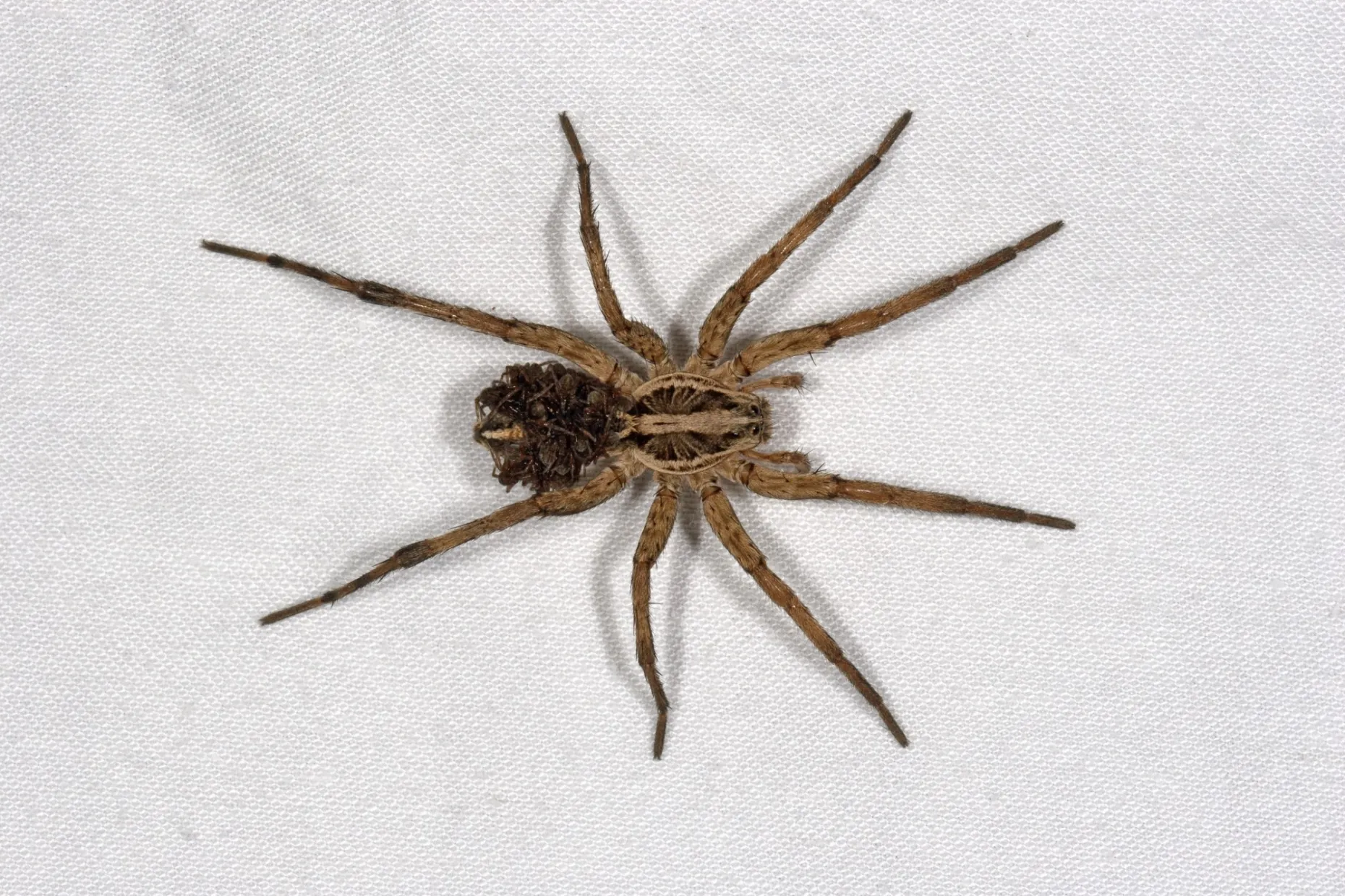 Image of a Wolf Spider